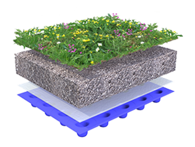 Sempergreen elurikka murukatuse läbilõige