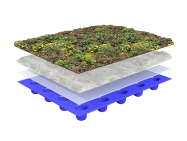 Sempergreen kergekaalulise murukatuse läbilõige